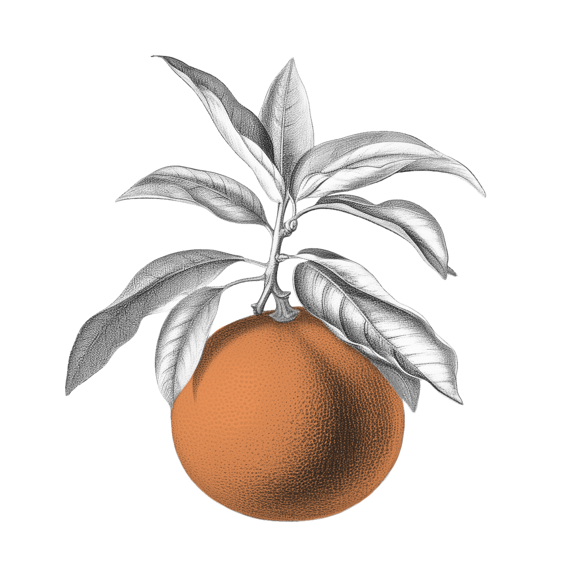 illustrazione-arancia