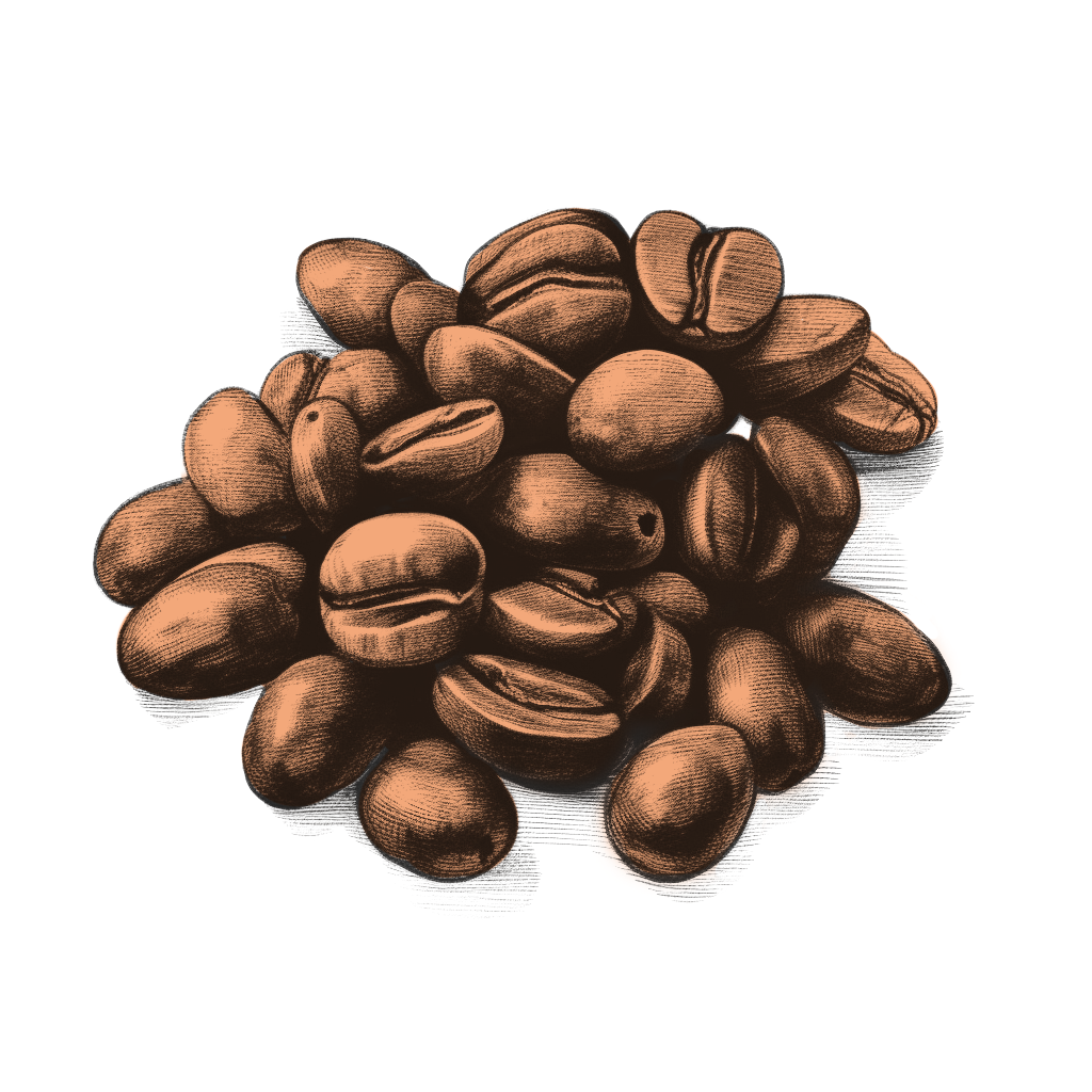 illustrazione-chicchi-caffe