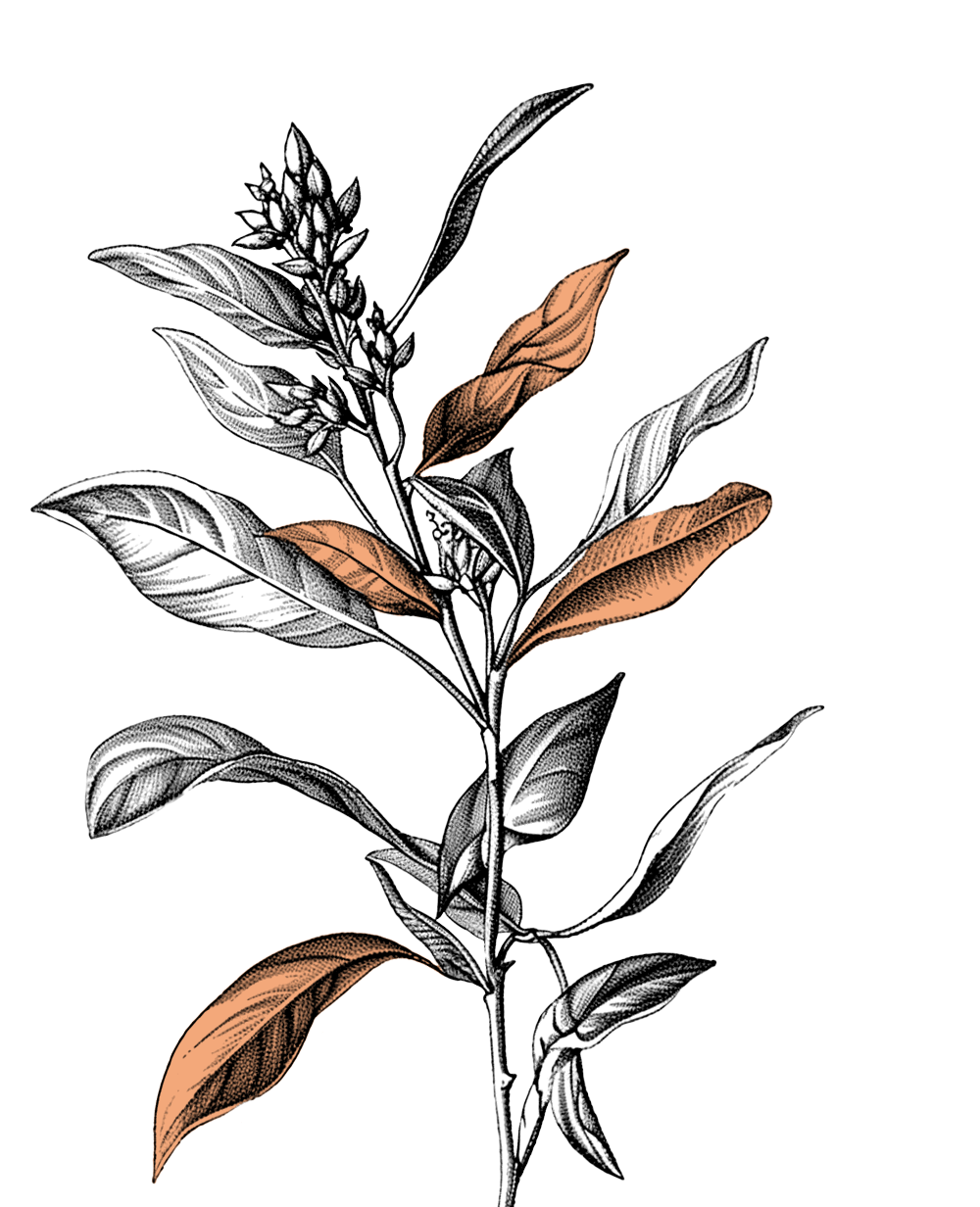 illustrazione-pianta-di-te