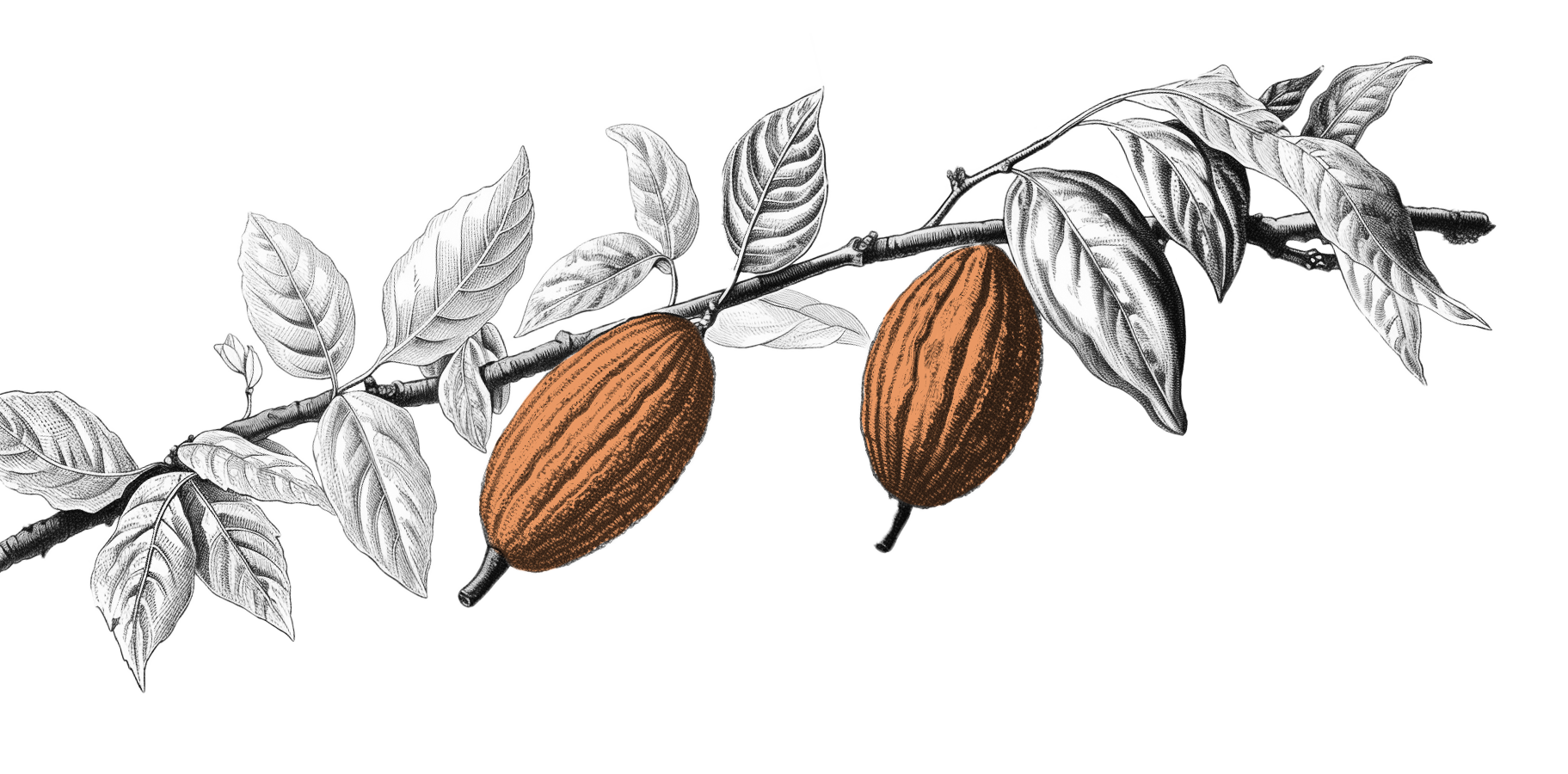 illustrazione-ramo-di-cabossa