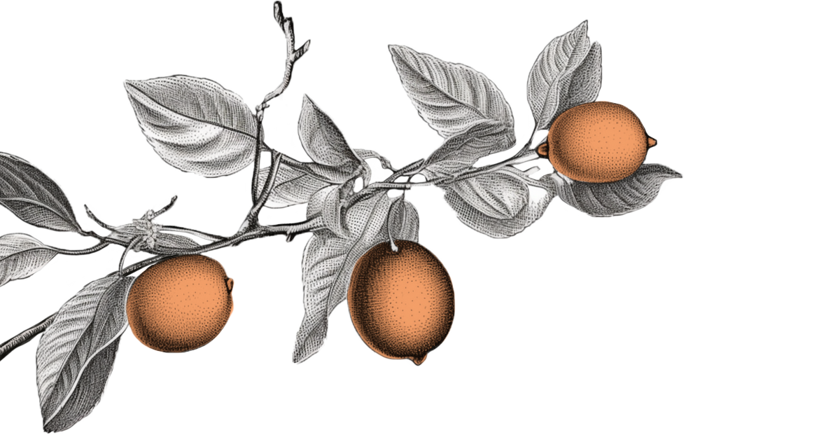 illustrazione-ramo-di-limoni