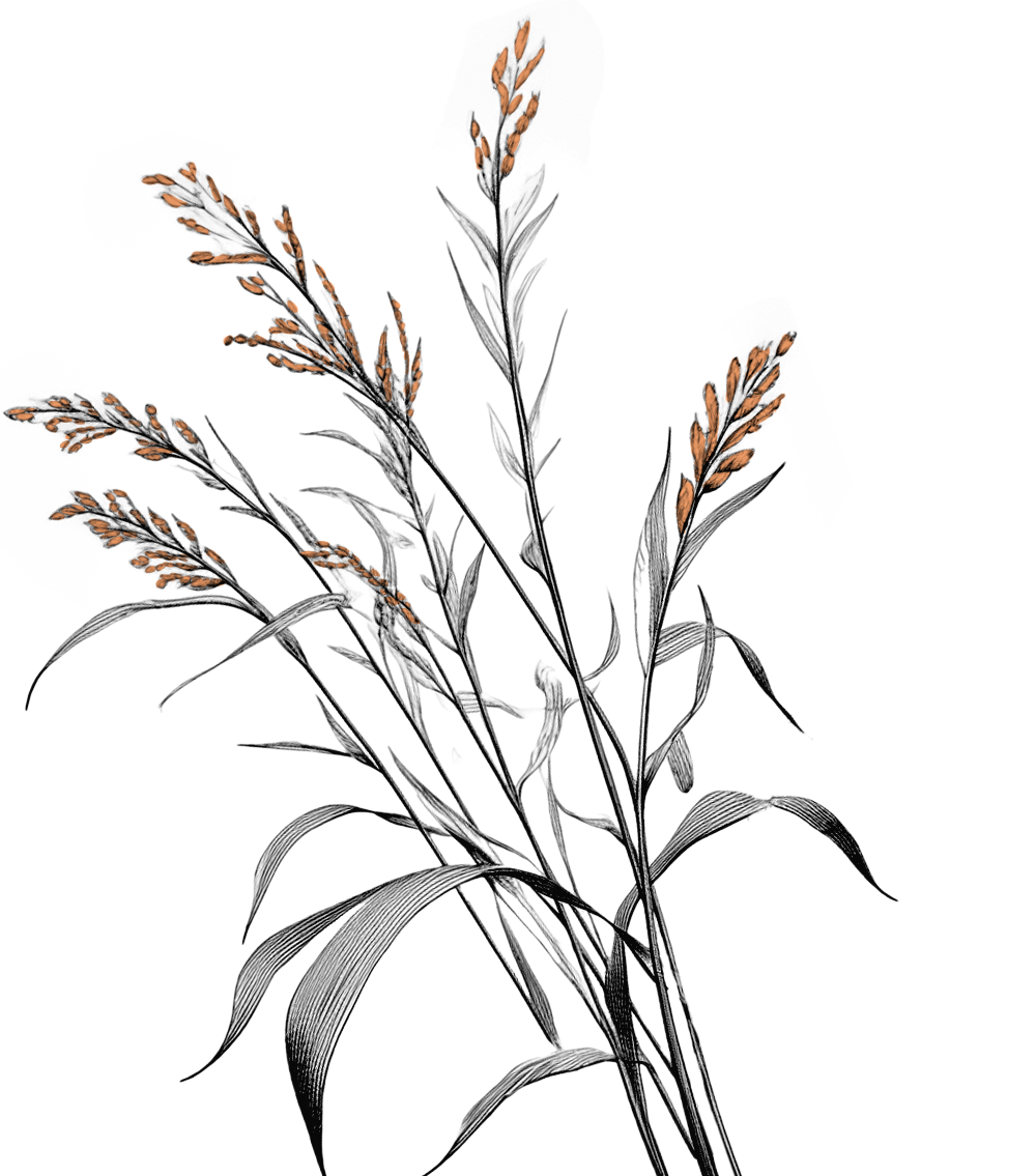 illustrazione-spighe-di-riso