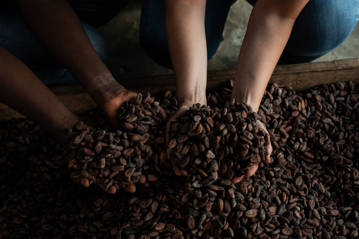 fave di cacao