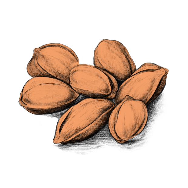 illustrazione-pistacchio